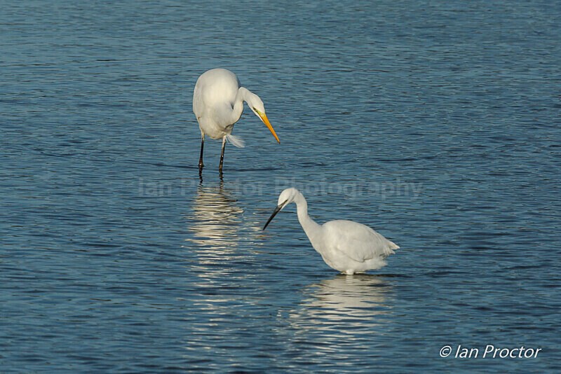 Great White Egret & Little Egret - 4 of 6 - Nature