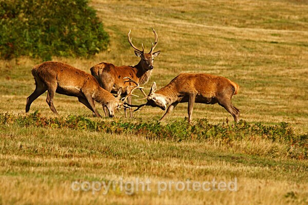  - Bradgate Park