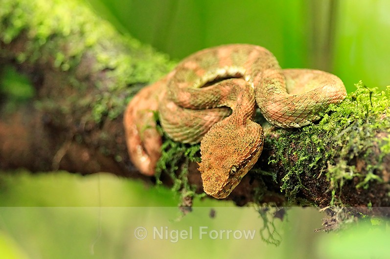Eyelash Viper resting on a moss-covered branch in the rainforest - REPTILES & AMPHIBIANS