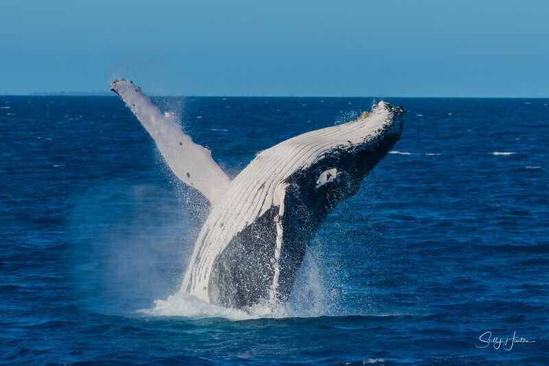 HB Breach 12. 0A3A6252 - 2025 Hervey Bay Whales