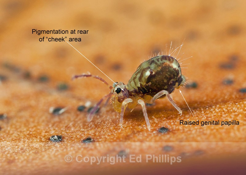 Dicyrtomina saundersi (m) - Dicyrtomina saundersi