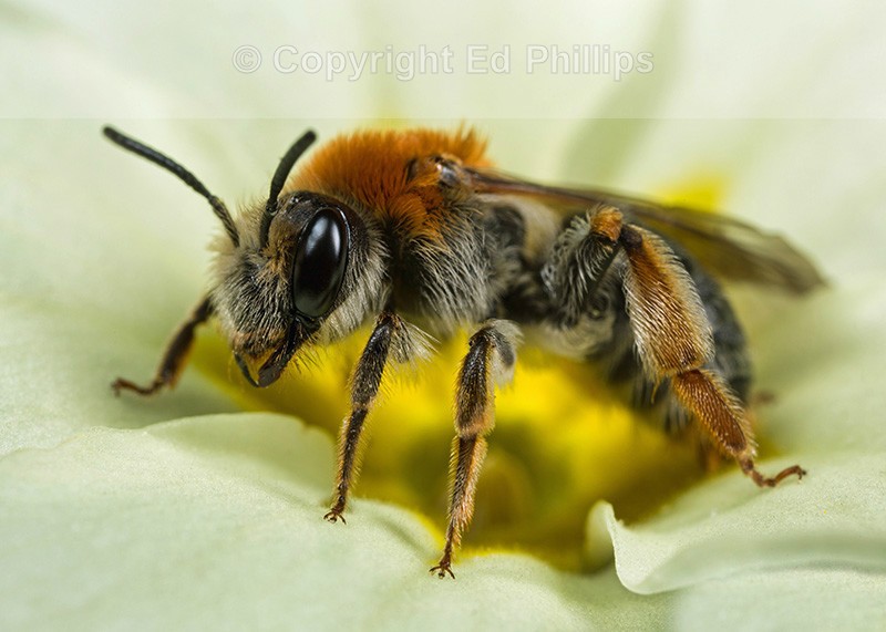 Andrena haemorrhoa (f)