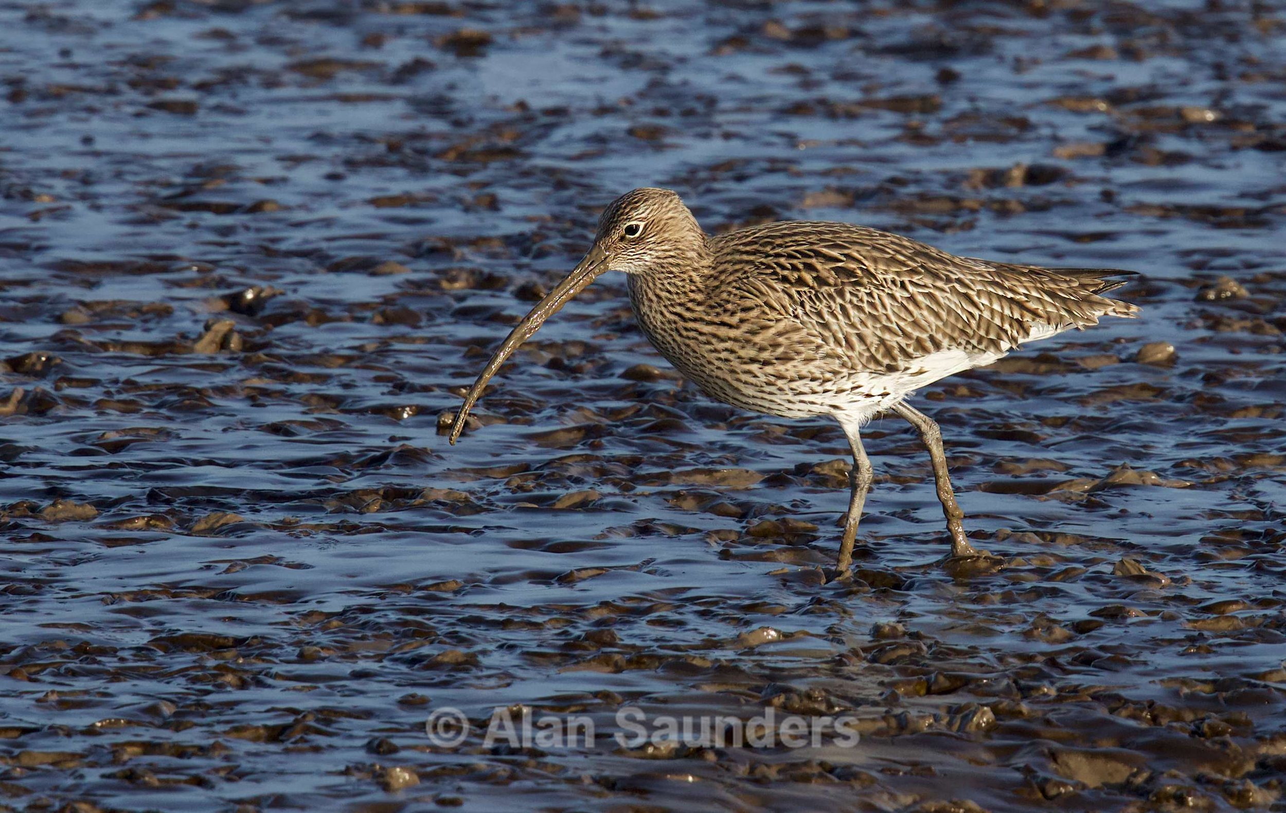 Eurasian Curlew 74