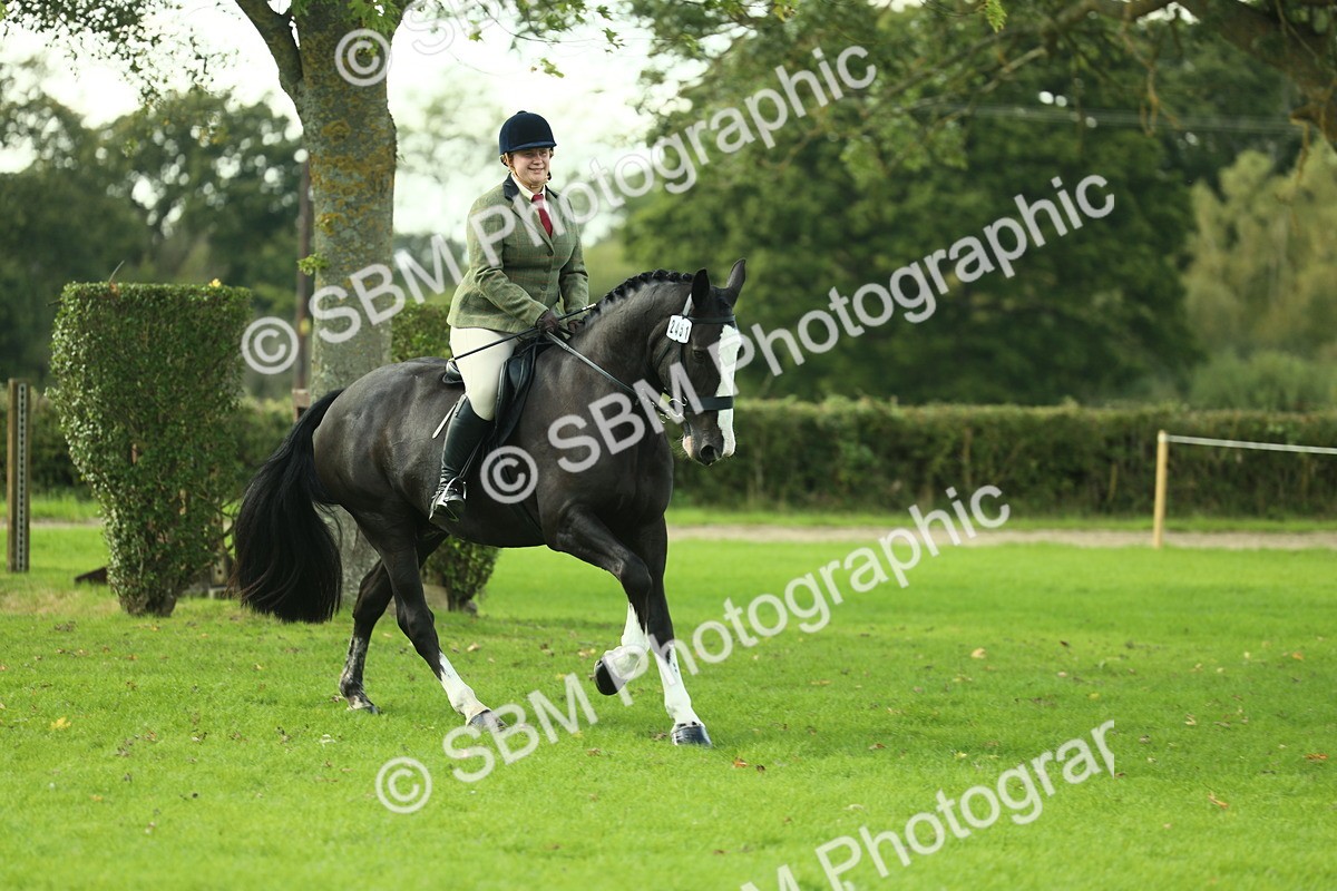 SBM_50676 - S33 - Working Hunter & Working Show Horse