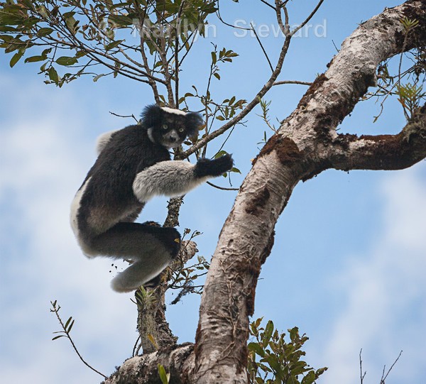 Indri lemur on the move - Exhibition acceptances