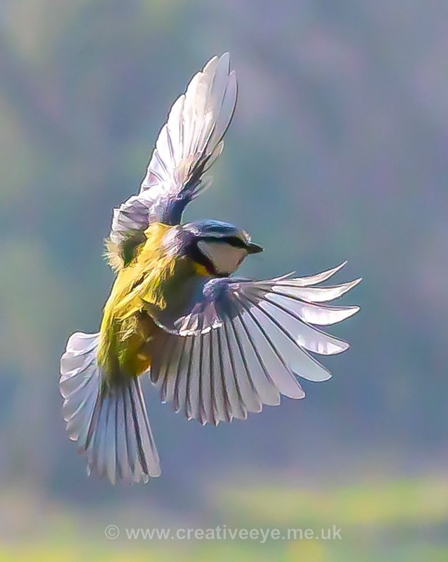 No.0045. Blue Tit approaching garden feeder - Animal world