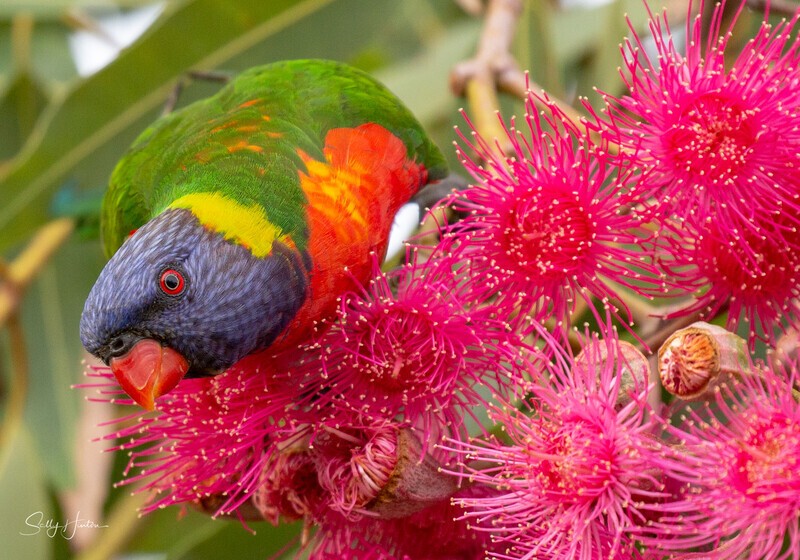 Lorikeet in Gum Tree 1