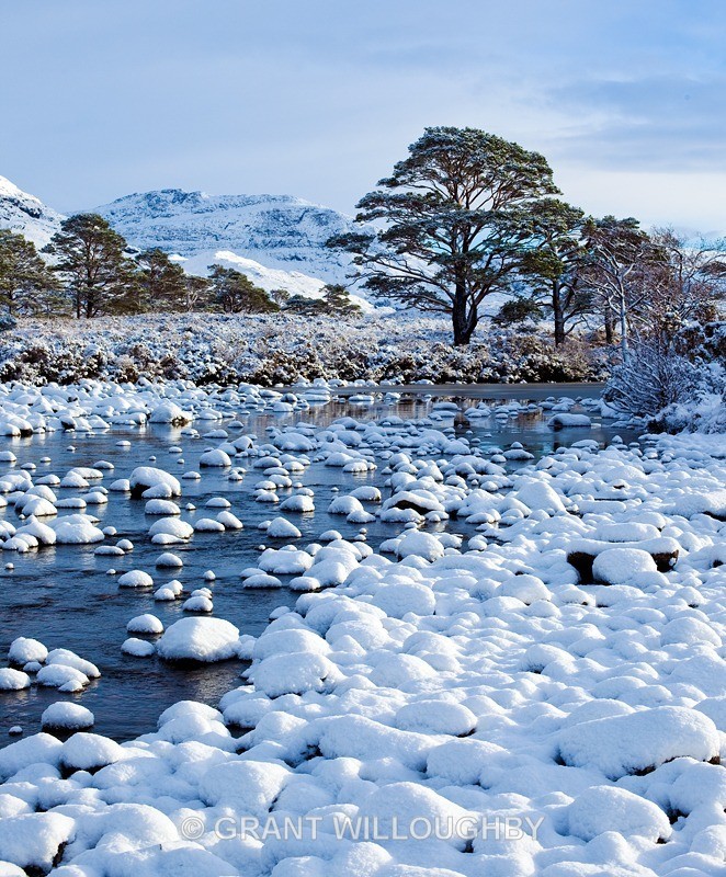 River Grudie Wester Ross - Scots Pines