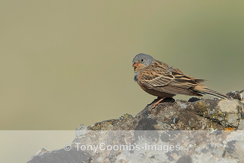 Cretzschmars Bunting  1604-10399 - Lesvos ~ Other Birds