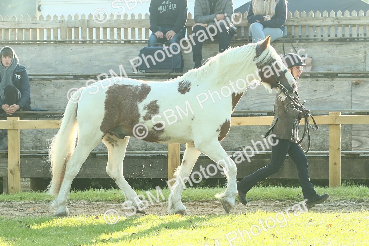 SBM_57414 - S37 - Starters In Hand Showing
