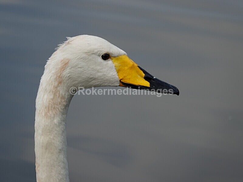 CHINA__0119 - China 2019