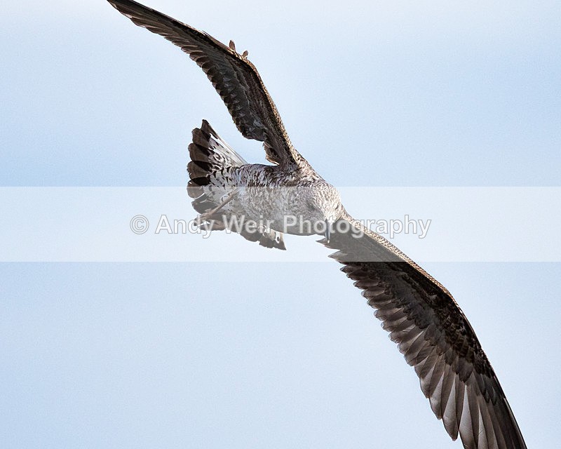 20150306-8E0A0032 - Gulls