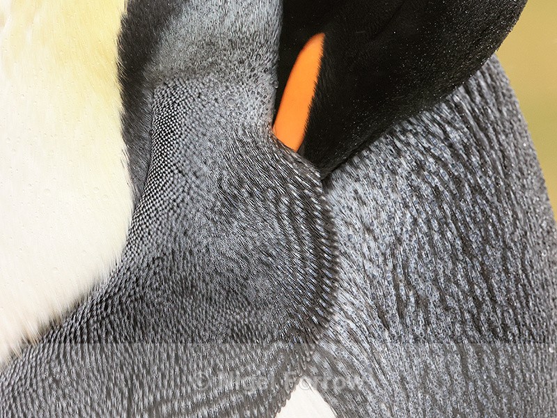 Close view, King Penguin feathers, Saunders Island, Falklands - King Penguin