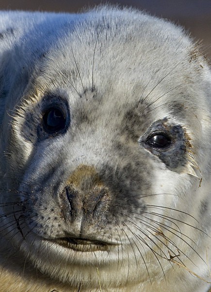 GREY SEAL PUP APPROX 8 DAYS OLD - GREY SEALS & PUPS GALLERY
