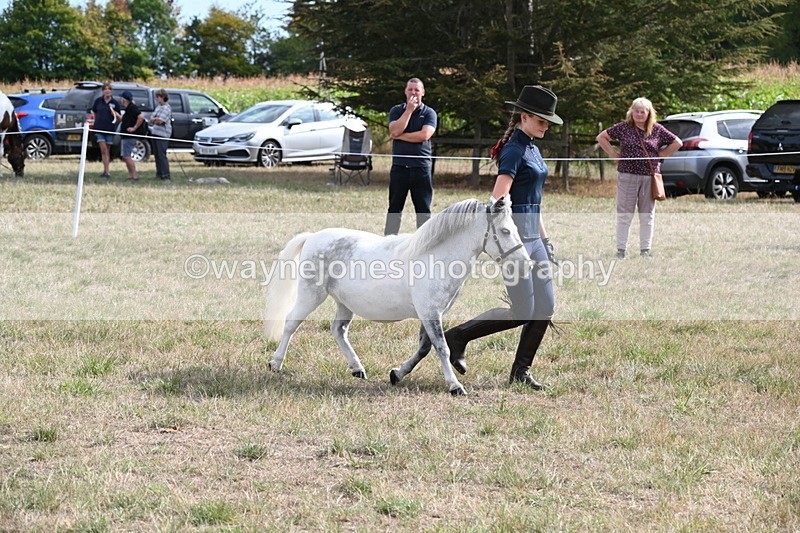 WJ6_7071 - Class 21 Shetland & Mini Horses