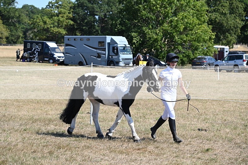 WJ6_8598 - Class 37b Best Loan Pony In-hand