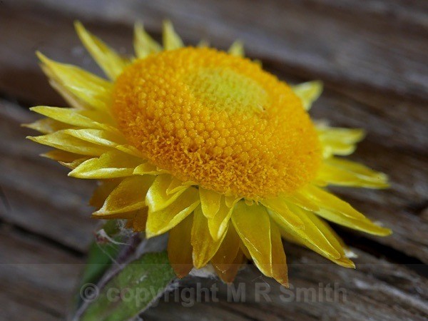 Sth African Everlasting Flower - MACRO & CLOSE UPS