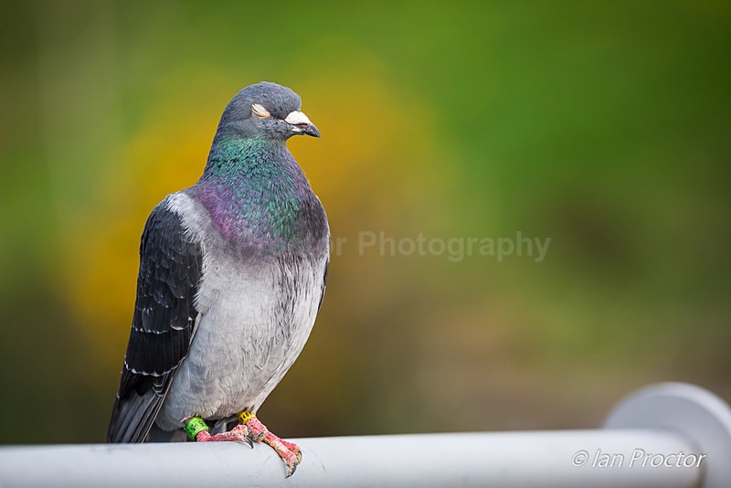 Pigeon catches some shuteye! - Nature