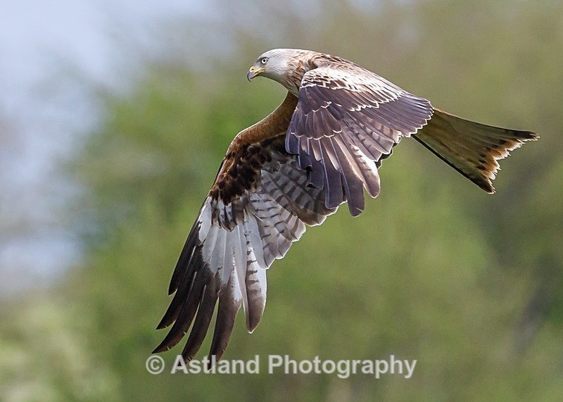 Astland Photography, Bird and Wildlife Images, Susan and Peter Wilson, U.K.
