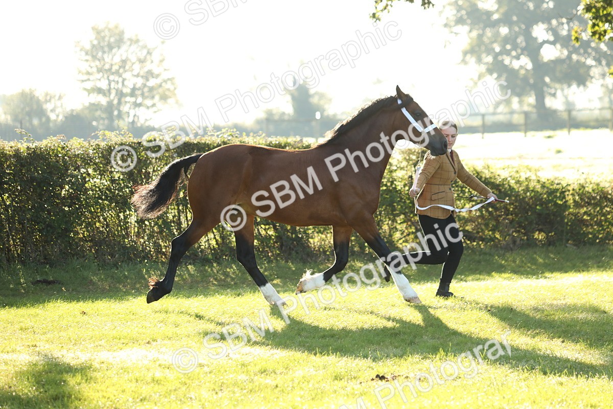 SBM_57936 - S42 - Youngstock