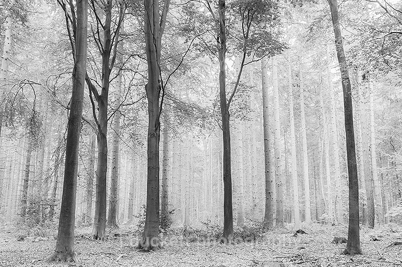 Tree Trunks Fine art photography by The Silent Photographer