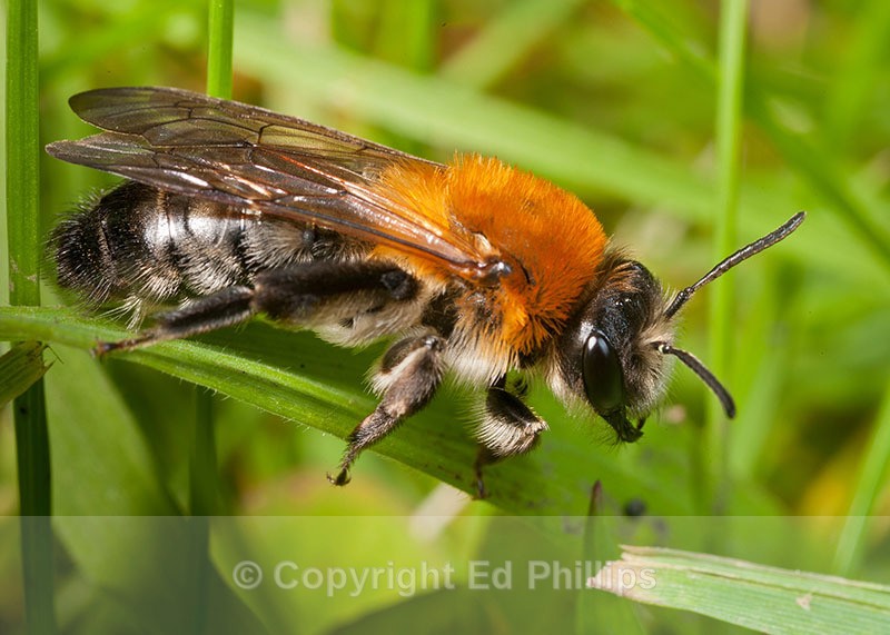 Andrena nitida (f) - Andrena nitida