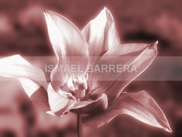 Bronze Glow - FLORAL