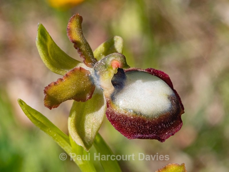 Gargano Ophrys (Ophrys sphegodes ssp.  ssp passionis.. also O. garganica, O. passionis). f. planimaculata - Gargano - Wild Orchids
