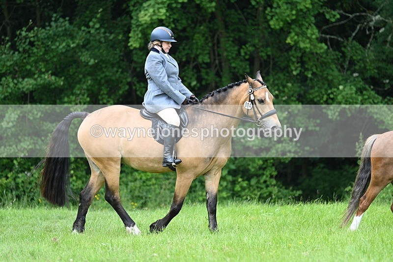 WJ7_3936 - Class 14A Handsome Gelding
