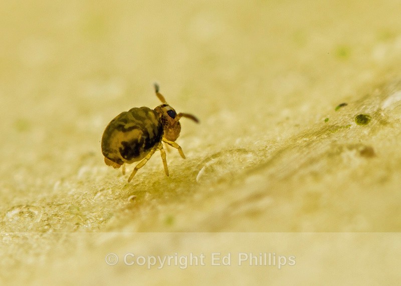 Sminthurinus reticulatus - Sminthurinus reticulatus