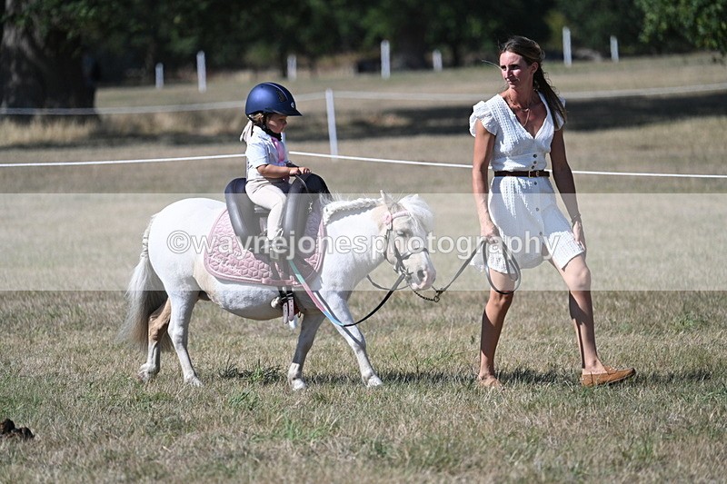 WJ7_1423 - Class 41 Prettiest Mare