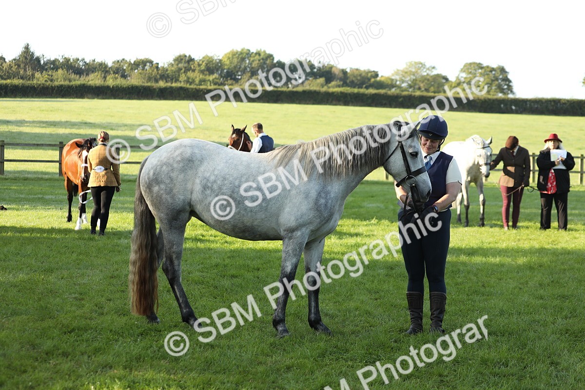 SBM_57966 - S42 - Youngstock