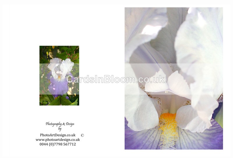 EX. IRIS 6 - THE IRIS CARD COLLECTION