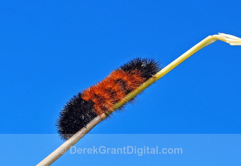 Banded Woolly Bear - Butterflies & Moths of Atlantic Canada