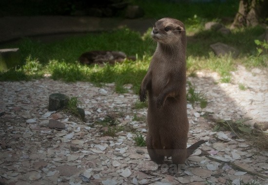 1 - Otters
