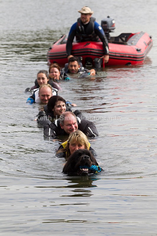 0KJS5335 - Working Dogs