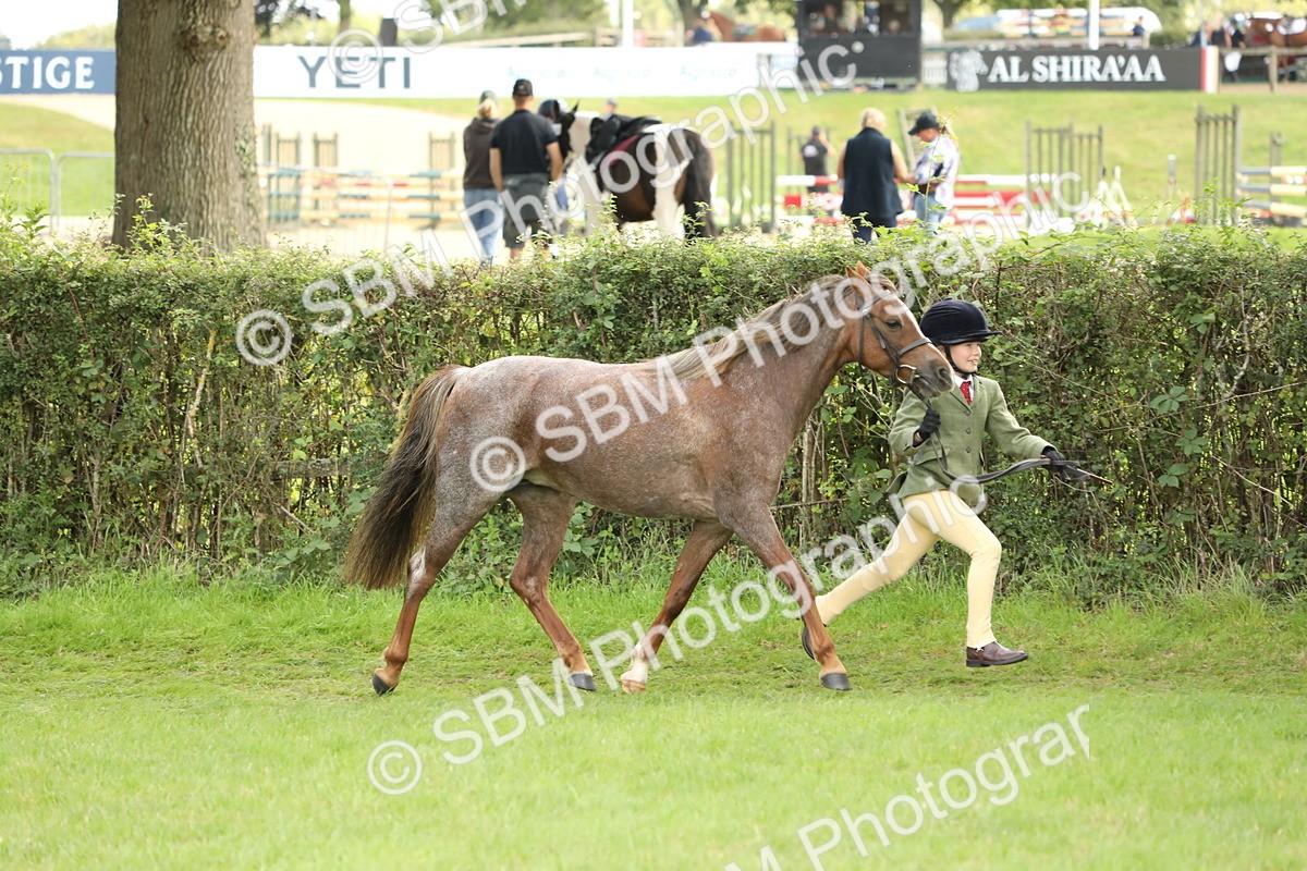 SBM_62751 - S46 - Mountain & Moorland In Hand Small Breeds