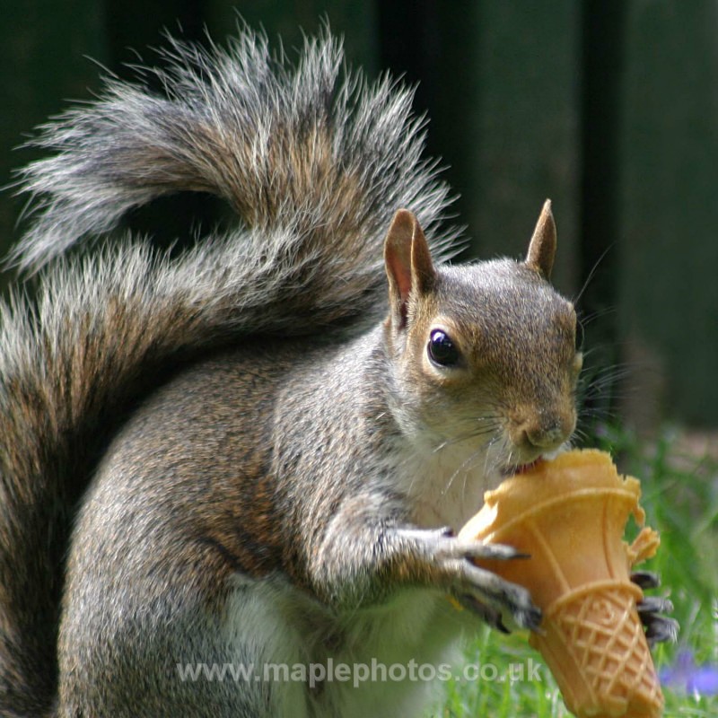 Squirrel with Icecream