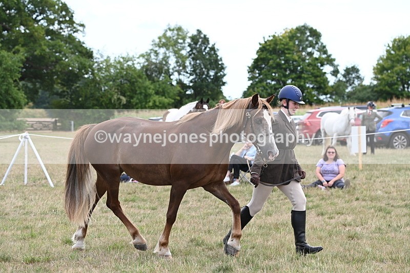 WJ6_6157 - Class 19 In-hand Veterans (Uploaded correct folder)