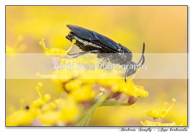 190725-untitled-8E0A6255-Edit - Insects