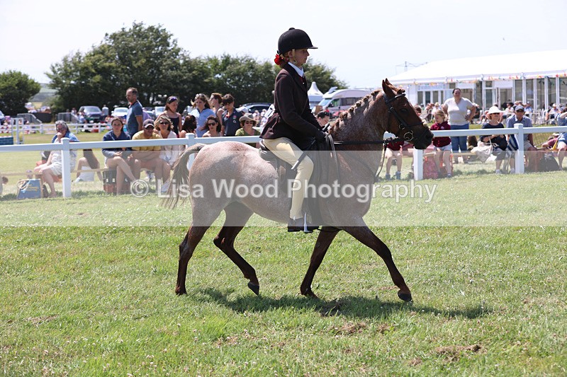 JPP_2781 - Class 21: Working Hunter 60cm
