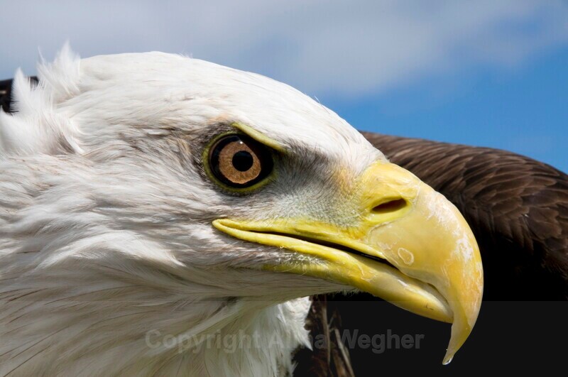 Bald Eagle - Birds