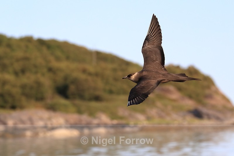 Arctic Skua circling boat, Flatanger, Norway - Arctic Skua
