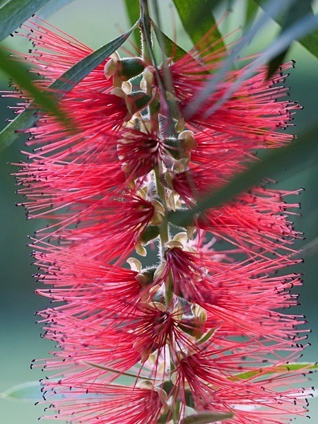 Macro Bottle Brush Tree Flower - NEW GALLERY AS A SOUTH AFRICAN RESIDENT