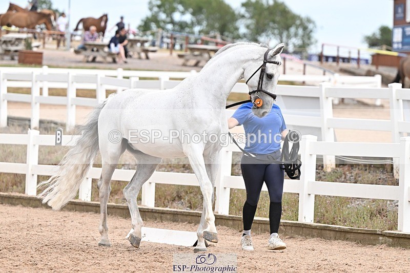 250716-161945-02566 - Trot Up 3.30 to 4.30