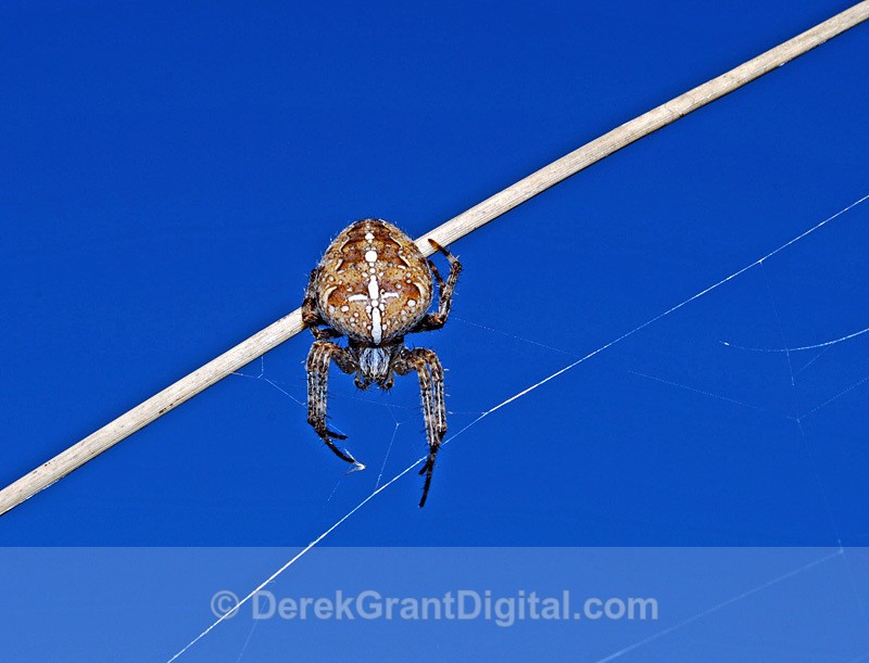 Araneus diadematus - Spiders of Atlantic Canada