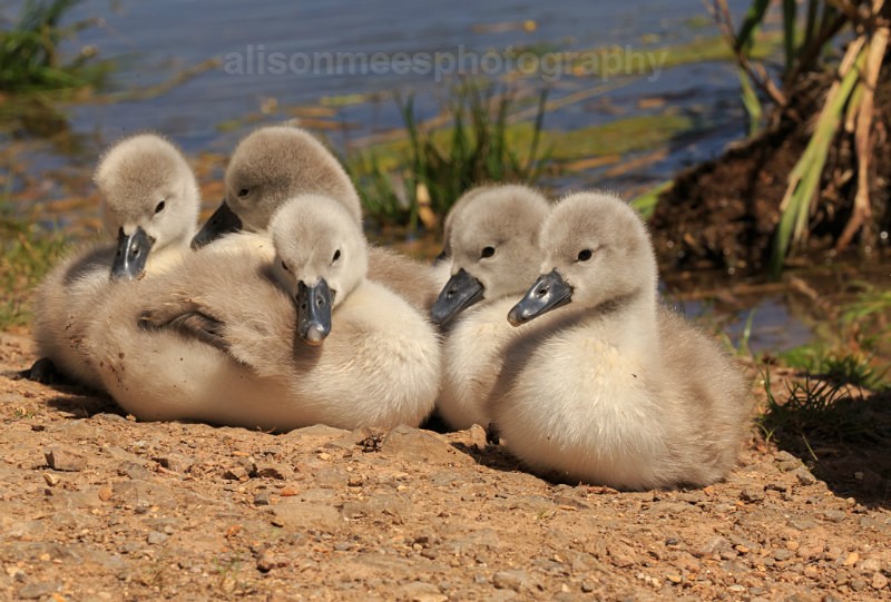  - Birds