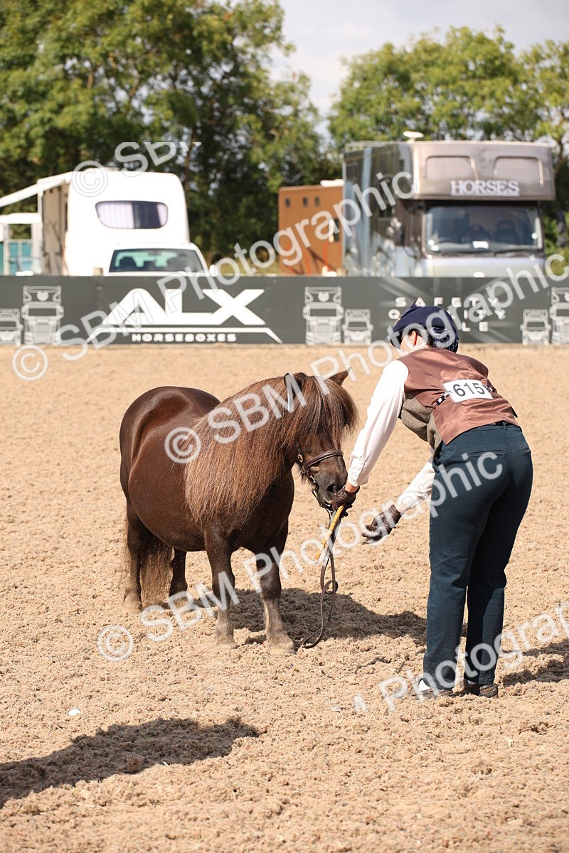 SBM_03408 - Class 18 Handsomest Gelding (IH or Ridden)