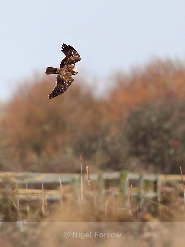 Marsh Harrier (female) hunting over Holme Marshes - Marsh Harrier