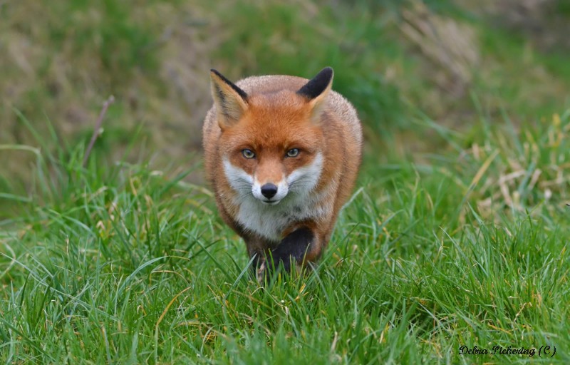 Fox - Wildlife